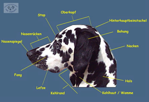ASKANIADalmatiner Anatomie