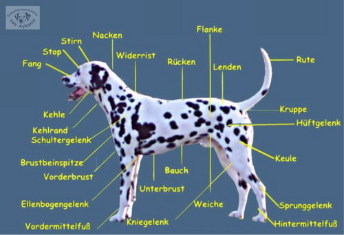 ASKANIADalmatiner Anatomie
