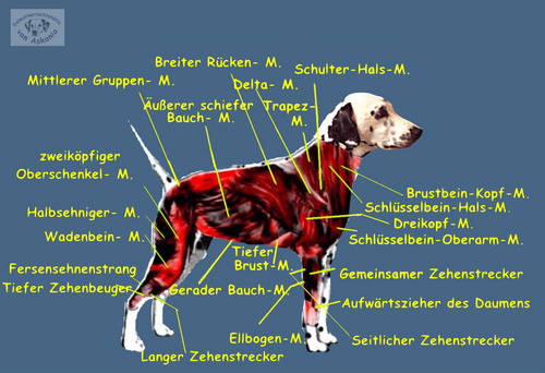 ASKANIADalmatiner Anatomie